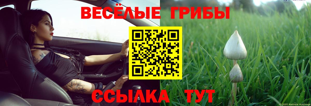Галлюциногенные грибы Psilocybe Алексеевка